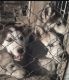 Alaskan Malamute Puppies for sale in 20306 125th Rd, Sweet Springs, MO 65351, USA. price: NA