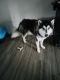 Alaskan Malamute Puppies for sale in Keizer, OR, USA. price: $250