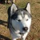 Alaskan Malamute Puppies for sale in Rogers, AR, USA. price: NA