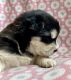 Alaskan Malamute Puppies for sale in Versailles, MO 65084, USA. price: $2,000