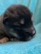 Alaskan Malamute Puppies for sale in Versailles, MO 65084, USA. price: $2,500