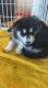Alaskan Malamute Puppies for sale in Hudsonville, MI 49426, USA. price: NA