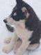 Alaskan Malamute Puppies for sale in Greensboro, NC, USA. price: NA