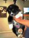 Alaskan Malamute Puppies for sale in 100 Centre St, New York, NY 10013, USA. price: NA