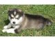 Alaskan Malamute Puppies for sale in 100 Centre St, New York, NY 10013, USA. price: NA