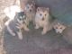 Alaskan Malamute Puppies for sale in Gadsden, AL, USA. price: NA