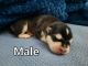 Alaskan Malamute Puppies for sale in Hartsel, CO 80449, USA. price: $1,800