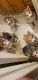 Alaskan Malamute Puppies for sale in Clearfield, UT, USA. price: $600