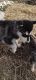 Alaskan Malamute Puppies for sale in Christopher, IL 62822, USA. price: $150