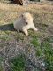 Alaskan Malamute Puppies for sale in Tyler, TX, USA. price: NA