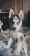 Alaskan Malamute Puppies for sale in 4701 Strauss Cabin Rd, Fort Collins, CO 80528, USA. price: $1,000
