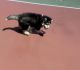 Alaskan Malamute Puppies for sale in Westminster, CA, USA. price: $800
