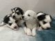 Alaskan Malamute Puppies for sale in Murrieta, CA 92562, USA. price: $1,700