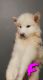 Alaskan Malamute Puppies for sale in Dallas, TX, USA. price: $1,000
