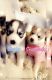 Alaskan Malamute Puppies for sale in Las Vegas, NV, USA. price: $1,700