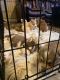 Alaskan Malamute Puppies for sale in Las Vegas, NV, USA. price: $1,000