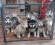 Alaskan Malamute Puppies for sale in Rockford, IL, USA. price: $600