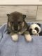 Alaskan Malamute Puppies for sale in Freeburg, PA, USA. price: $1,200