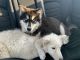 Alaskan Malamute Puppies for sale in Rogers, AR, USA. price: $300