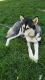 Alaskan Malamute Puppies for sale in Cedar City, UT 84721, USA. price: NA
