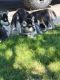 Alaskan Malamute Puppies for sale in Emmett, ID 83617, USA. price: $800