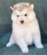 Alaskan Malamute Puppies for sale in New York, NY, USA. price: $200