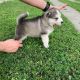 Alaskan Malamute Puppies for sale in New York, NY, USA. price: $200