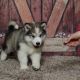 Alaskan Malamute Puppies for sale in New York, NY, USA. price: $250