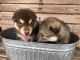Alaskan Malamute Puppies for sale in Locust Grove, OK 74352, USA. price: $1,500