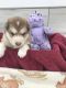 Alaskan Malamute Puppies for sale in Freeburg, PA, USA. price: $1,500
