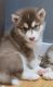 Alaskan Malamute Puppies for sale in Pleasant Hill, IL 62366, USA. price: $1,200