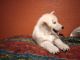 Alaskan Malamute Puppies for sale in Dallas-Fort Worth Metropolitan Area, TX, USA. price: $400