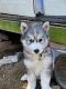 Alaskan Malamute Puppies for sale in Copiague, NY 11726, USA. price: $1,200