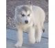 Alaskan Malamute Puppies for sale in Barstow, CA, USA. price: $500