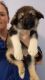 Alaskan Malamute Puppies for sale in Cass City, MI 48726, USA. price: $800