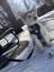 Alaskan Malamute Puppies for sale in Coon Rapids, MN, USA. price: NA