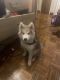 Alaskan Malamute Puppies for sale in Chicago Heights, IL, USA. price: $1,000