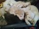 Alaskan Malamute Puppies