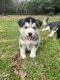 Alaskan Malamute Puppies for sale in Cleveland, TX, USA. price: $550