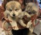 Alaskan Malamute Puppies for sale in Moses Lake, WA 98837, USA. price: $700