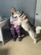 Alaskan Malamute Puppies for sale in Conway, SC, USA. price: $40,000