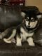 Alaskan Malamute Puppies for sale in Bradenton, FL, USA. price: $2,500