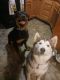 Alaskan Malamute Puppies for sale in Greenfield, OH 45123, USA. price: NA