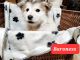 Alaskan Malamute Puppies for sale in Clovis, NM 88101, USA. price: NA