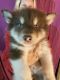 Alaskan Malamute Puppies for sale in Martinsville, OH 45146, USA. price: $800
