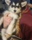 Alaskan Malamute Puppies for sale in Buckley, WA, USA. price: NA