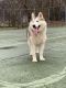 Alaskan Malamute Puppies for sale in Versailles, MO 65084, USA. price: NA