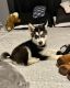 Alaskan Malamute Puppies for sale in Bucyrus, OH 44820, USA. price: NA