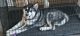 Alaskan Malamute Puppies for sale in Columbus, OH 43214, USA. price: NA