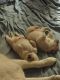 Alaskan Malamute Puppies for sale in Wenatchee, WA 98801, USA. price: NA